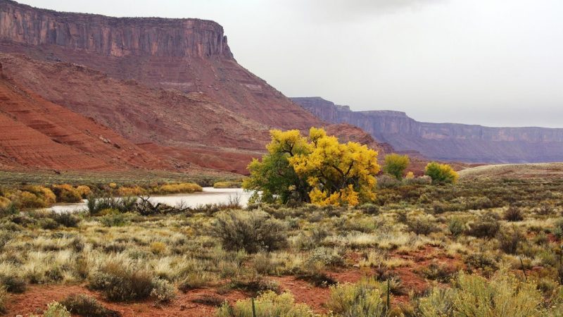 Colorado River Plants Are Quietly Stealing the Water Meant for People