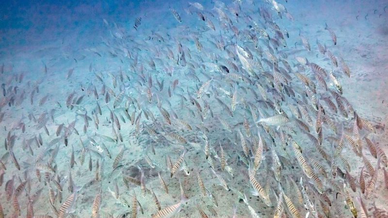 Every 0.1°C of Ocean Warming Is Costing Marine Life More Than Scientists Expected