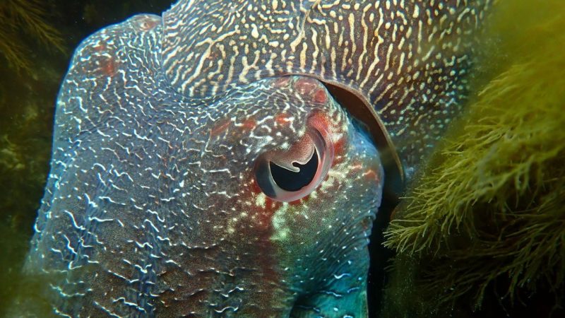 Goats Have Bar-Shaped Pupils and Cuttlefish Have W-Shaped Ones — But Why