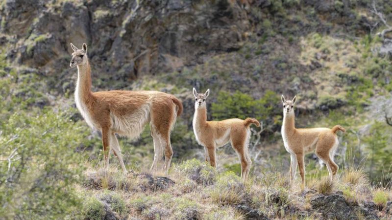 Guanaco Returns to Argentina After 110 Years and the Land Is Already Responding