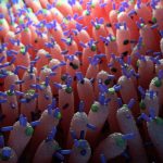 Gut Viruses Found to Influence Blood Sugar in a Way No One Predicted