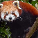 Nature Documentary Fans Are Saving 79% on Paramount+ Right Now