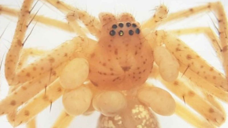 Scientists Found a Spider in Brazil Wearing Live Parasites Like Pearls