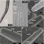 Scientists Found a Worm at the Bottom of Great Salt Lake That Shouldn’t Be There