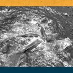 Scientists Just Witnessed a Sperm Whale Birth — and NASA Is Running Experiments on Its Own Crew