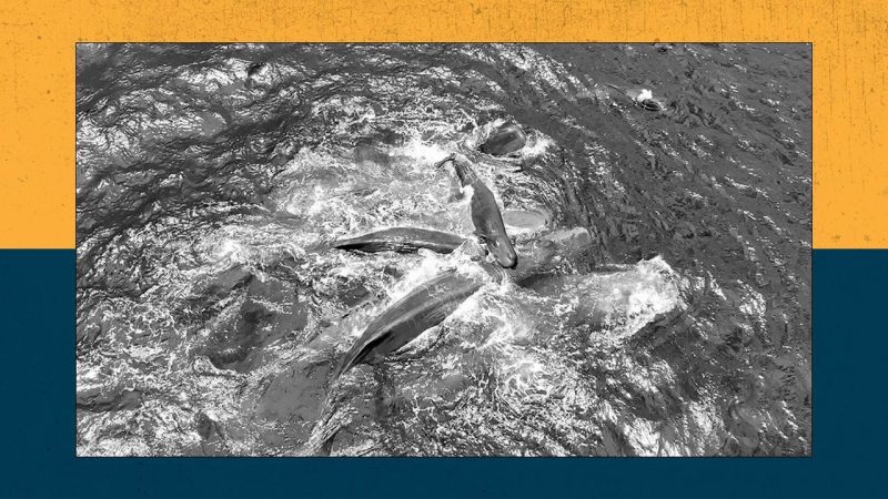 Scientists Just Witnessed a Sperm Whale Birth — and NASA Is Running Experiments on Its Own Crew