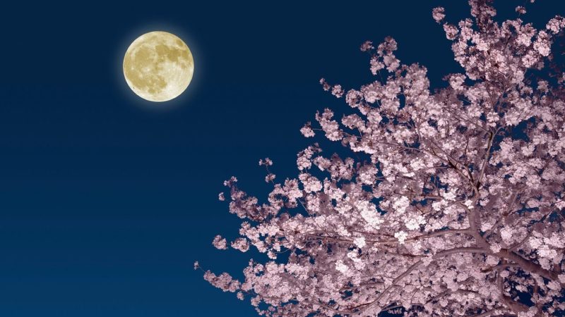 What April’s Full Moon Actually Does to Moonlight Colors at Night