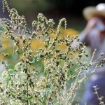 What Hay Fever Sufferers Are Getting Wrong Every Spring According to Experts