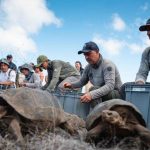 158 Giant Tortoises Just Returned to Floreana After 180 Years Away