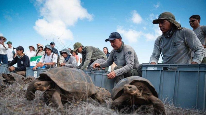 158 Giant Tortoises Just Returned to Floreana After 180 Years Away