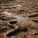 2,000 Eels Crossed an Ocean Only to Die 11 Miles From Safety