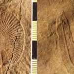 A 551-Million-Year-Old Site Is Changing What We Know About Mass Extinction