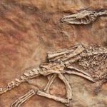 A Fossil Smaller Than a Fingernail Just Rewrote 40 Million Years of Mammal History