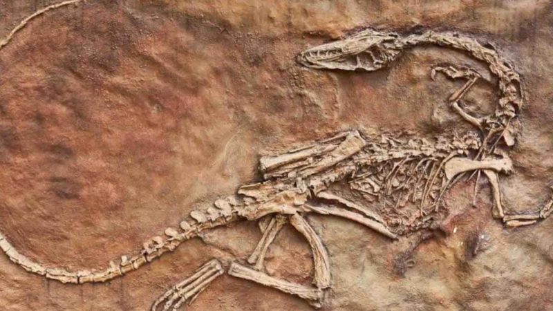 A Fossil Smaller Than a Fingernail Just Rewrote 40 Million Years of Mammal History