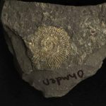 A Jurassic Fossil Cracked Open in Germany Was Not the Gold Everyone Thought