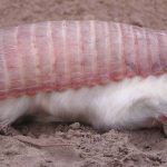 A Pink Fairy Armadillo Just Reappeared in Mendoza — And It Changes Everything We Assumed