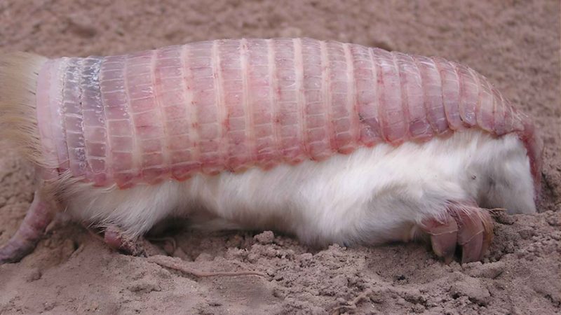 A Pink Fairy Armadillo Just Reappeared in Mendoza — And It Changes Everything We Assumed