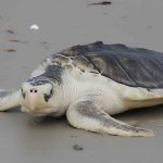 A Strange Green Coating on a Texas Sea Turtle Revealed a Deeper Crisis