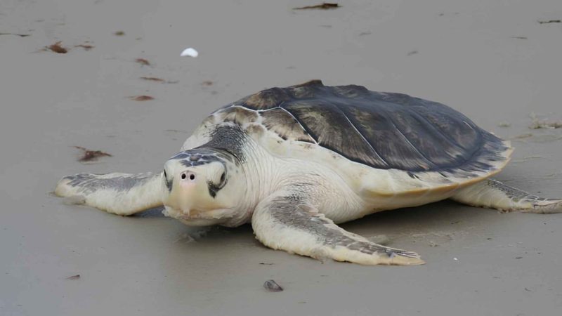 A Strange Green Coating on a Texas Sea Turtle Revealed a Deeper Crisis