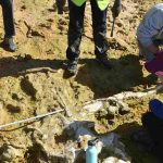 A Winter Storm in Portugal Just Revealed Two 10-Million-Year-Old Whales