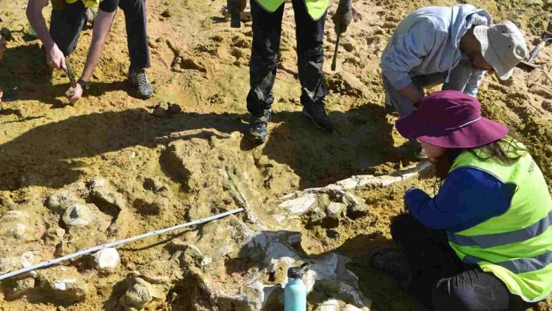A Winter Storm in Portugal Just Revealed Two 10-Million-Year-Old Whales