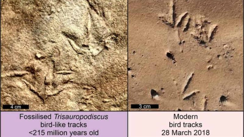An AI App May Have Found the First Birds — 60 Million Years Earlier Than Thought