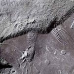 Ancient Reptile Skin Prints Found in Germany Are Nearly 300 Million Years Old