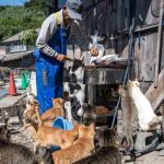 Aoshima Once Fed Families With Fish — Now Cats Run the Island
