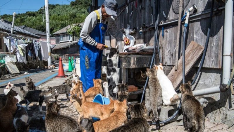 Aoshima Once Fed Families With Fish — Now Cats Run the Island
