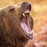 Bears Are Quietly Turning to Plants — And Ecosystems May Pay the Price