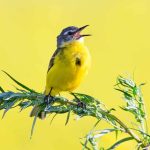 Birds Singing at Home May Be Doing Something Real to Your Mood