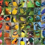 Brazil’s Rare Blue Parakeet Carries a Mutation That Changes Everything About Bird Color Science