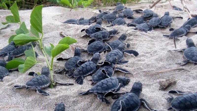 Cape Verde Loggerhead Turtles Are Arriving Earlier But Laying Far Fewer Eggs