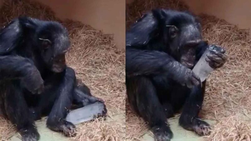 Chimpanzees Caught Playing With Crystals — And It Changes What We Thought We Knew