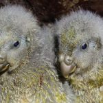 Conservationists Are Celebrating a Kākāpō Milestone 30 Years in the Making