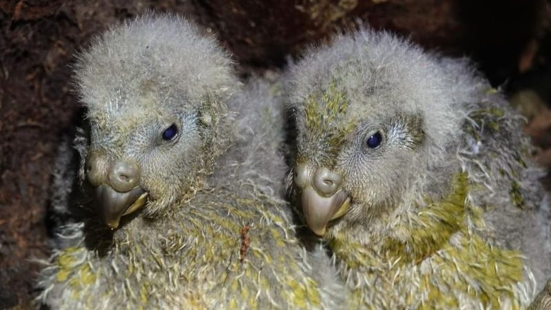 Conservationists Are Celebrating a Kākāpō Milestone 30 Years in the Making