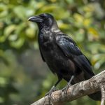 Crows Beat Monkeys at a Test Scientists Thought Only Humans Could Pass