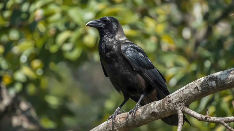 Crows Beat Monkeys at a Test Scientists Thought Only Humans Could Pass