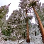 East Coast Forests Could Be Next as Trump Eyes the Roadless Rule