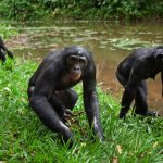 Female Chimps Using Tools Are Blurring What Makes Us Human