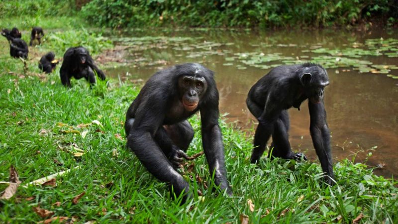Female Chimps Using Tools Are Blurring What Makes Us Human
