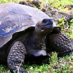 How Judas Goats and Helicopters Saved the Galápagos Tortoises