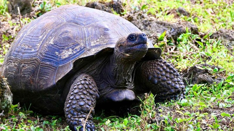 How Judas Goats and Helicopters Saved the Galápagos Tortoises