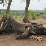 How Prehistoric Elephants Helped Human Ancestors Build Bigger Brains