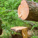 Illegal Logging Uncovered in Romania Reignites the Fight for Its Forests