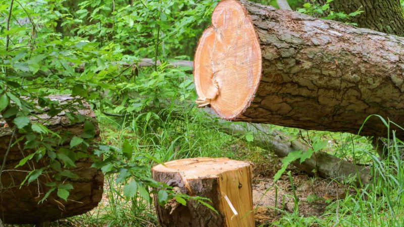 Illegal Logging Uncovered in Romania Reignites the Fight for Its Forests