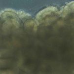 Lab-Grown Mini-Brains Learned a Complex Task in 45 Minutes and Changed Everything