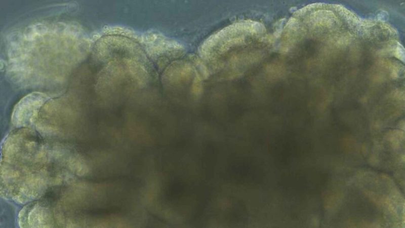 Lab-Grown Mini-Brains Learned a Complex Task in 45 Minutes and Changed Everything