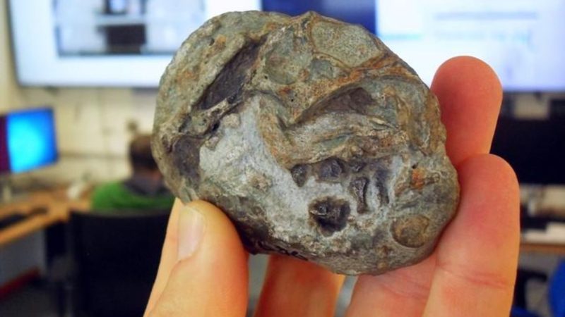 Lystrosaurus Laid Eggs to Survive — And a Fossil Embryo Just Proved It