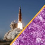 Mice With Diabetes Were Cured — And That’s Just One Story This Week